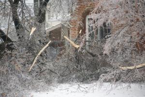 Destroyed tree