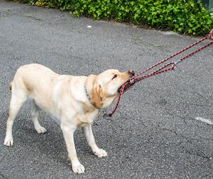 Dog biting leash